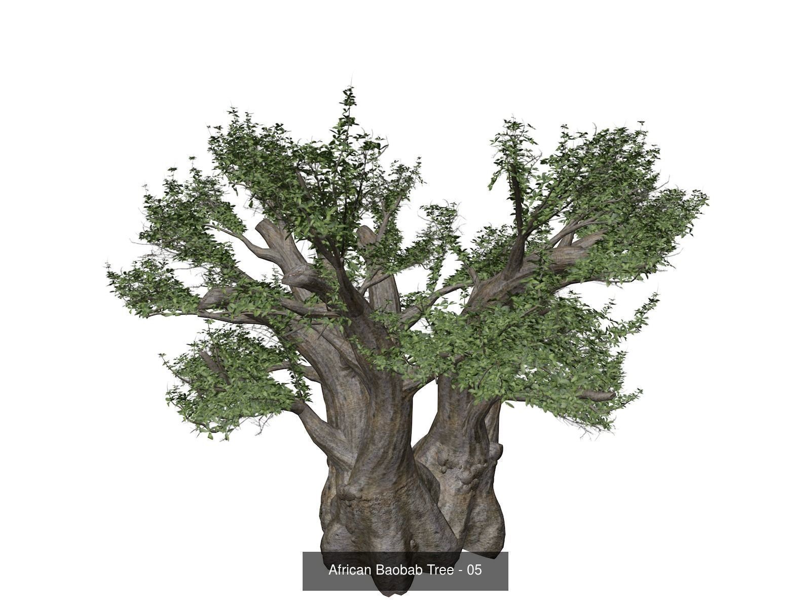 African Baobab Trees 3D Model Collection_6