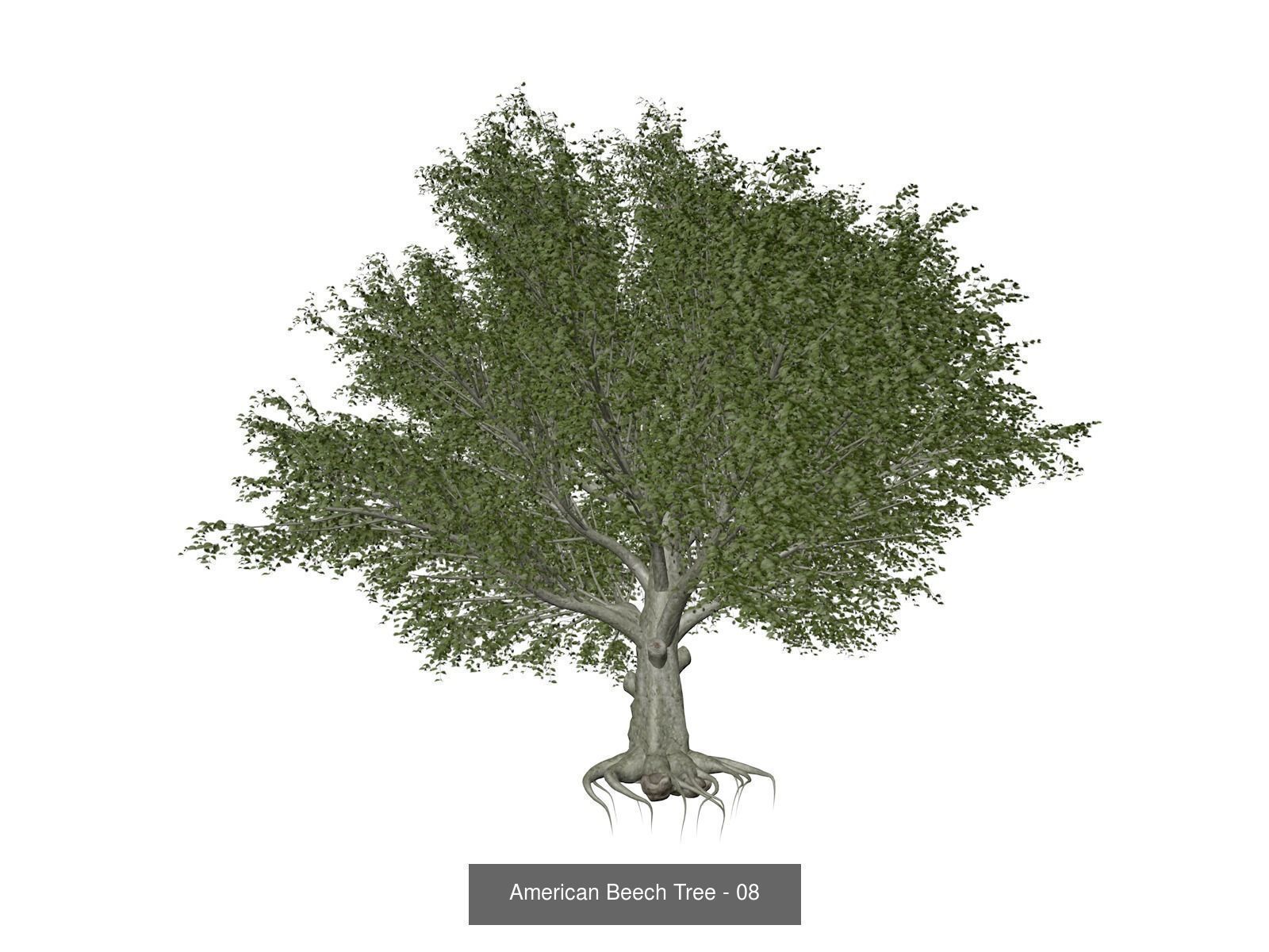 American Beech Trees 3D Model Collection_9