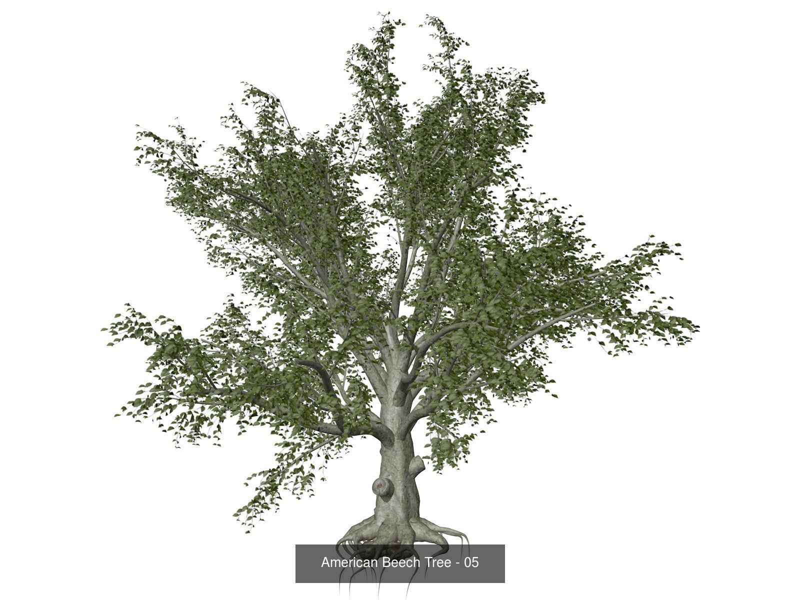 American Beech Trees 3D Model Collection_6