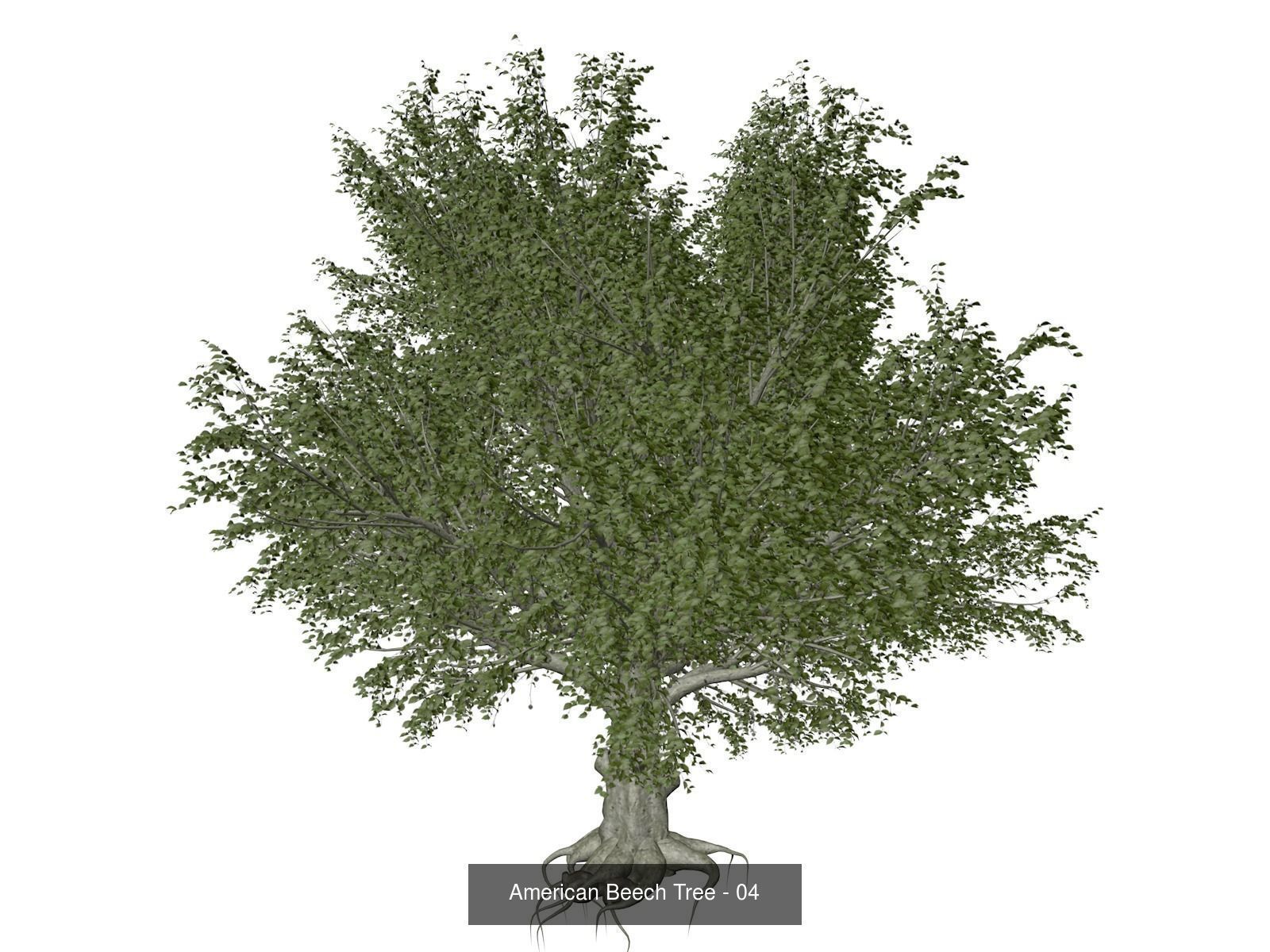 American Beech Trees 3D Model Collection_5