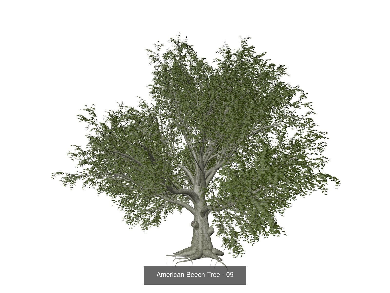 American Beech Trees 3D Model Collection_10