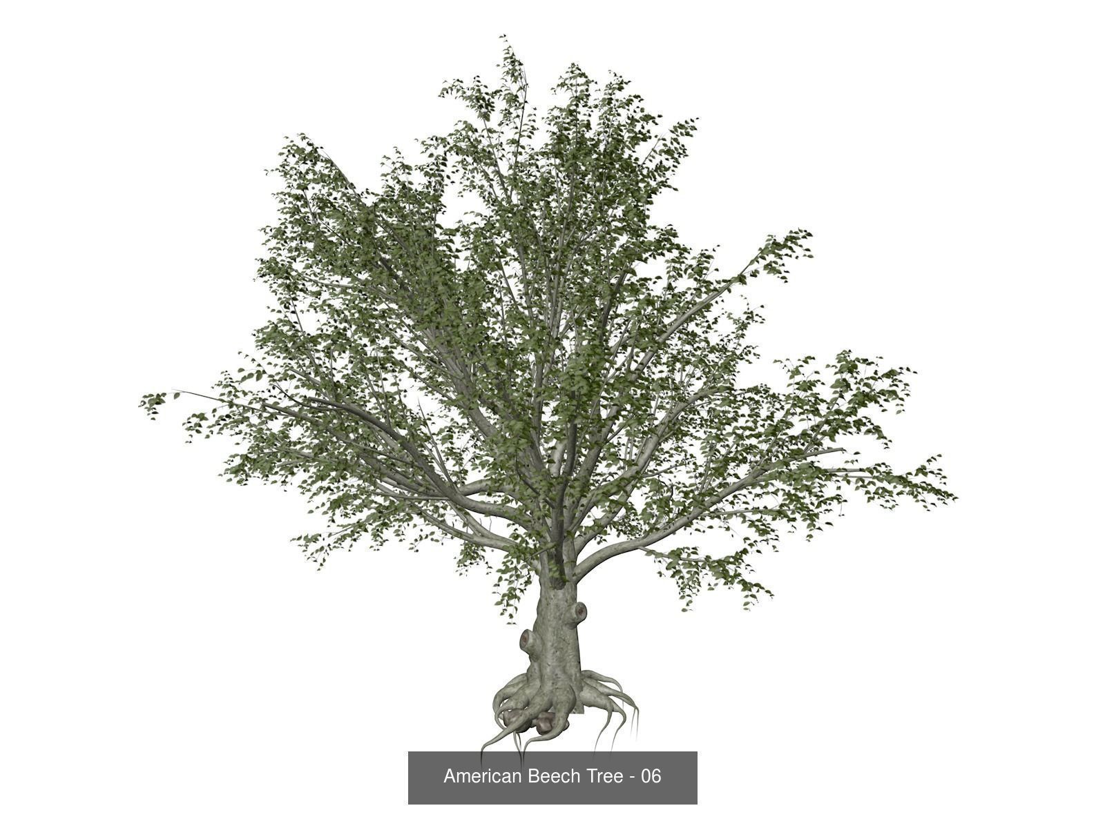 American Beech Trees 3D Model Collection_7