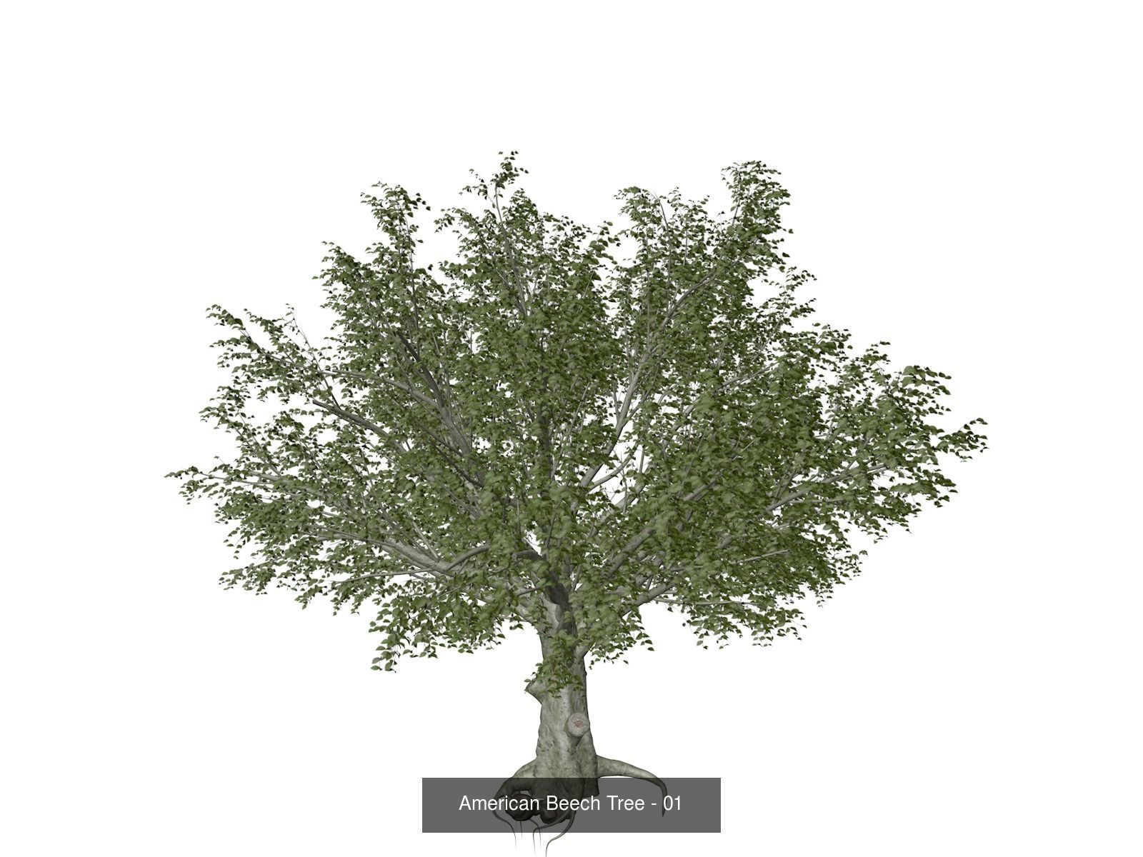 American Beech Trees 3D Model Collection_2