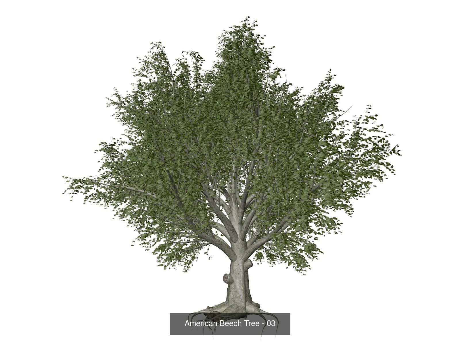 American Beech Trees 3D Model Collection_4