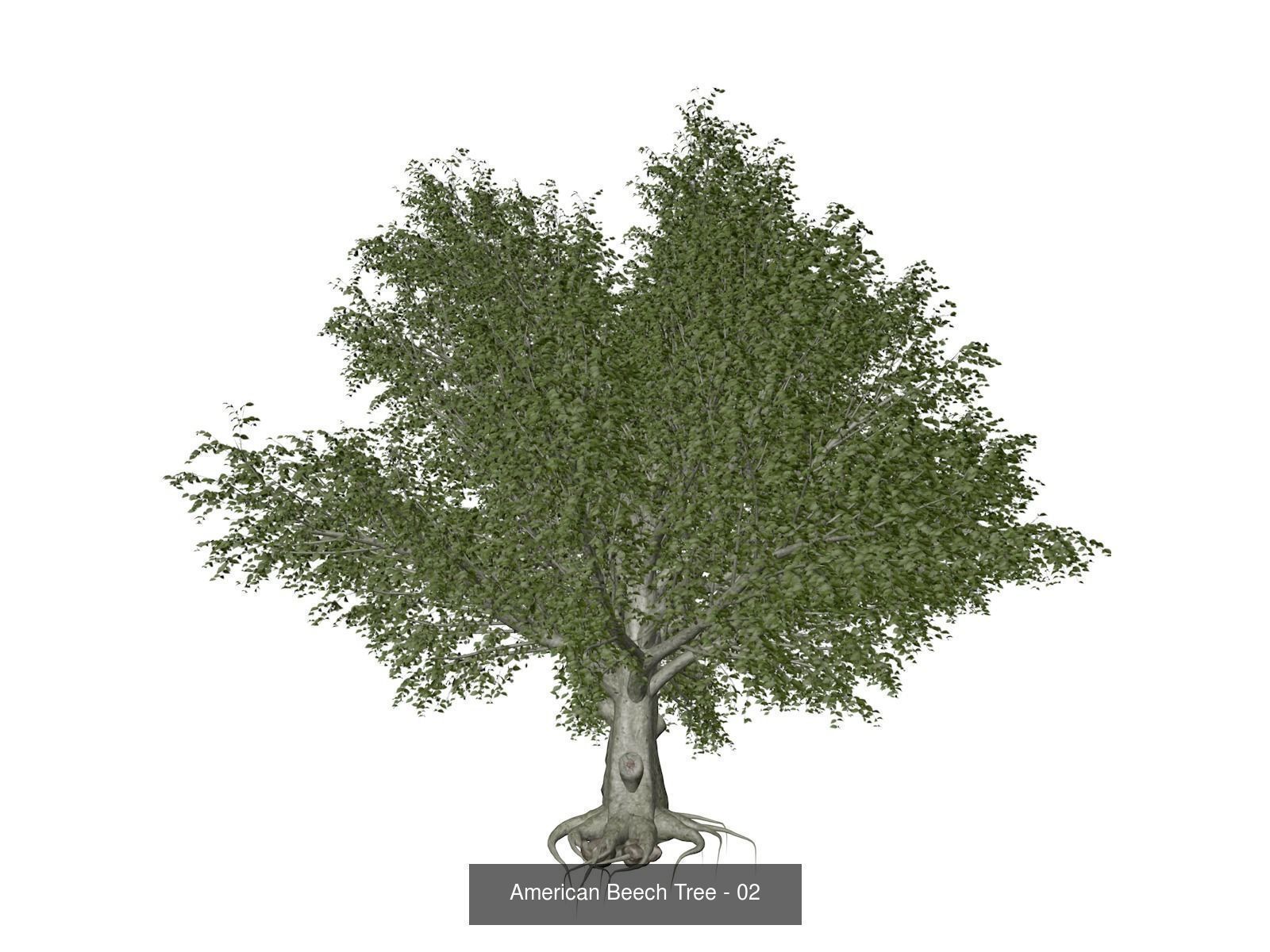 American Beech Trees 3D Model Collection_3