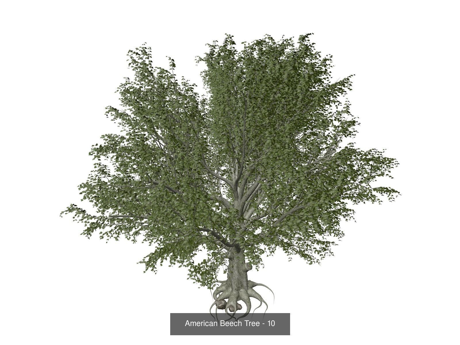 American Beech Trees 3D Model Collection_11