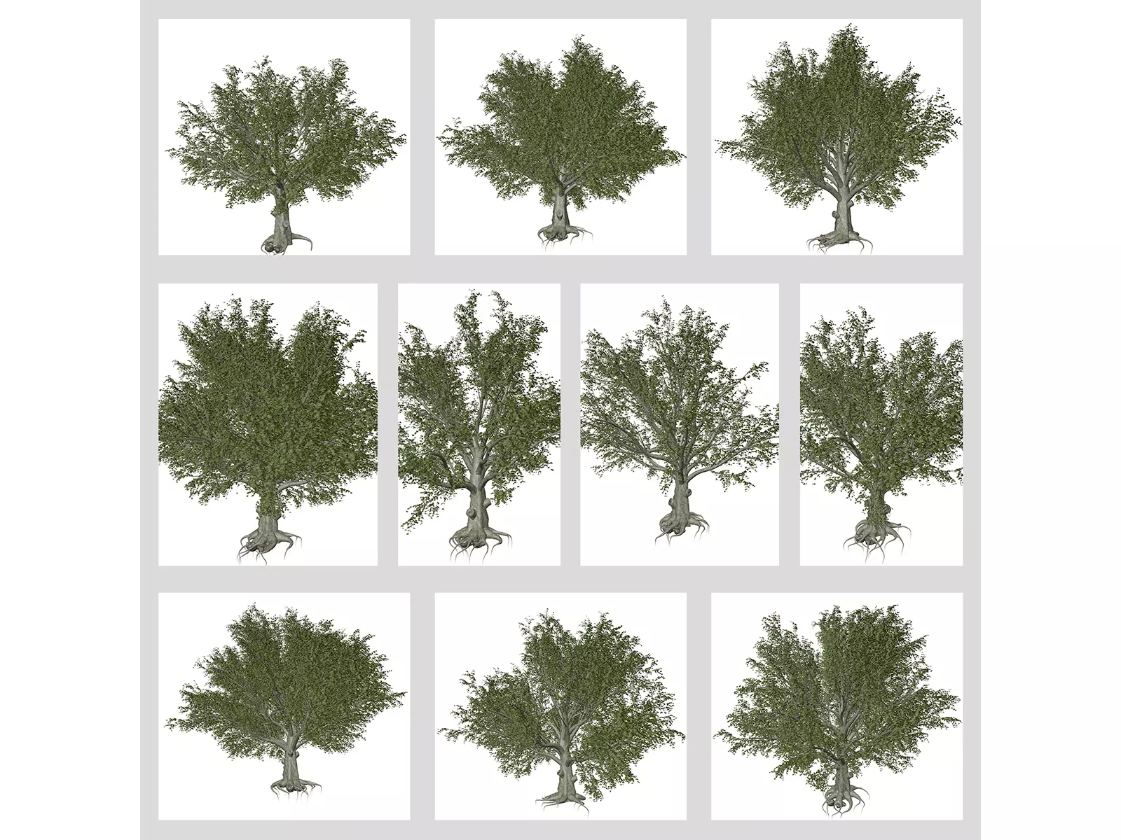 American Beech Trees 3D Model Collection_0