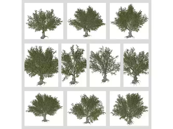 American Beech Trees 3D Model Collection