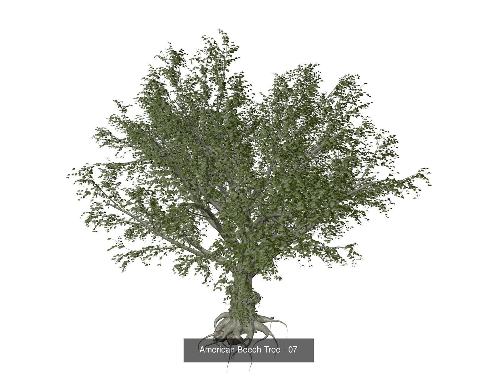 American Beech Trees 3D Model Collection_8