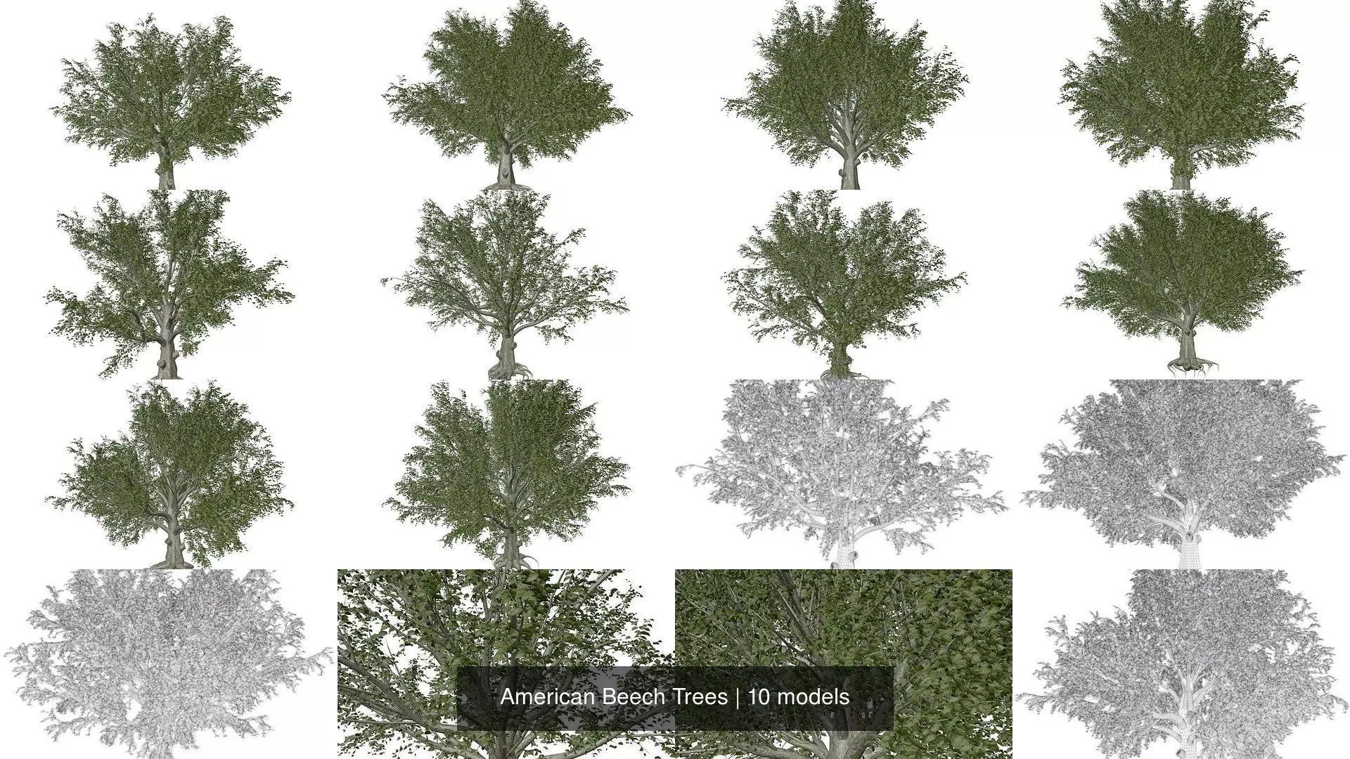 American Beech Trees 3D Model Collection_1