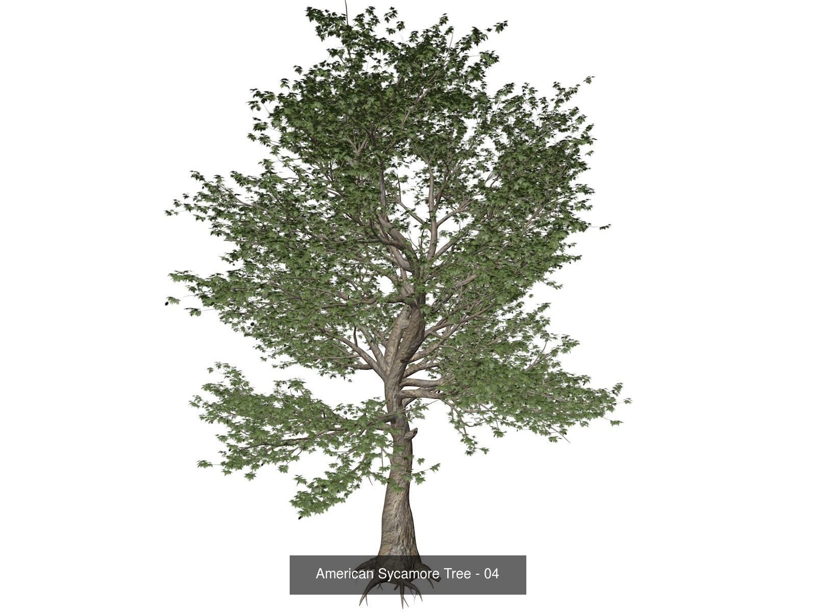 American Sycamore Trees 3D Model Collection_5