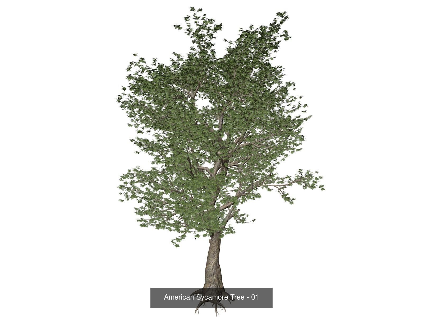 American Sycamore Trees 3D Model Collection_2