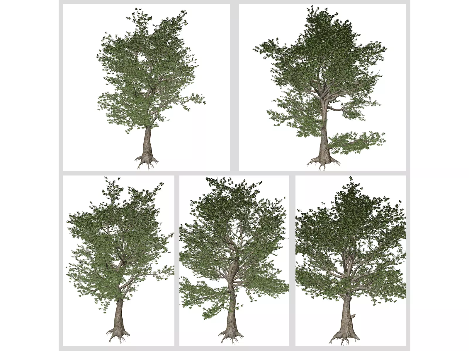 American Sycamore Trees 3D Model Collection_0