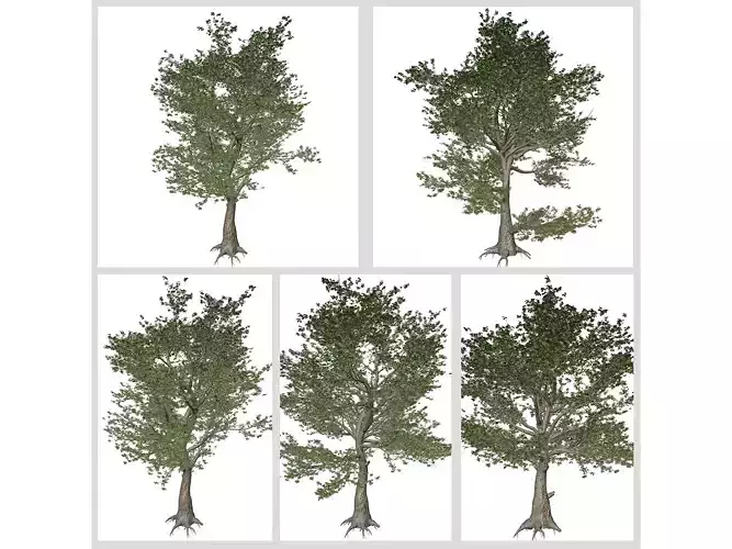American Sycamore Trees 3D Model Collection