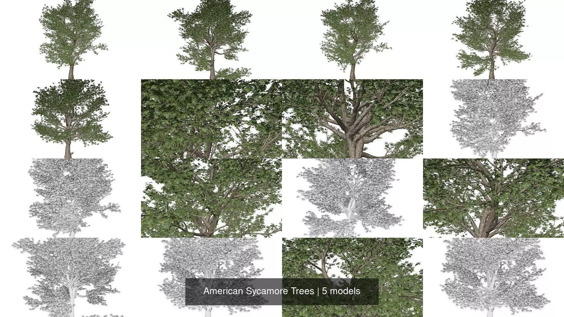 American Sycamore Trees 3D Model Collection_1