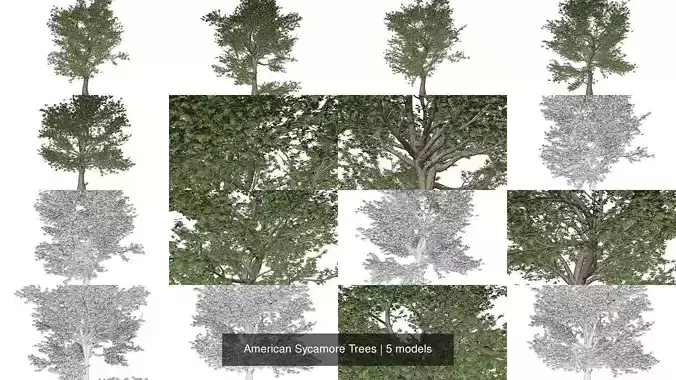 American Sycamore Trees