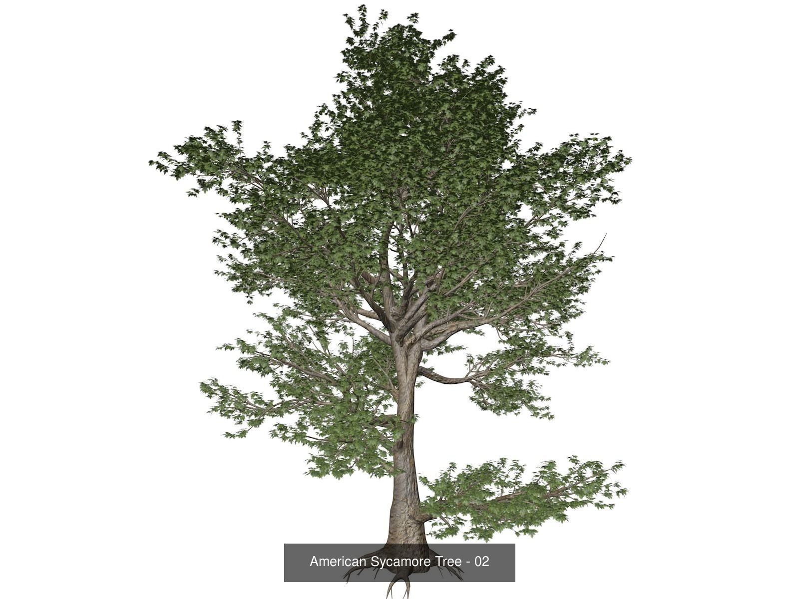 American Sycamore Trees 3D Model Collection_3