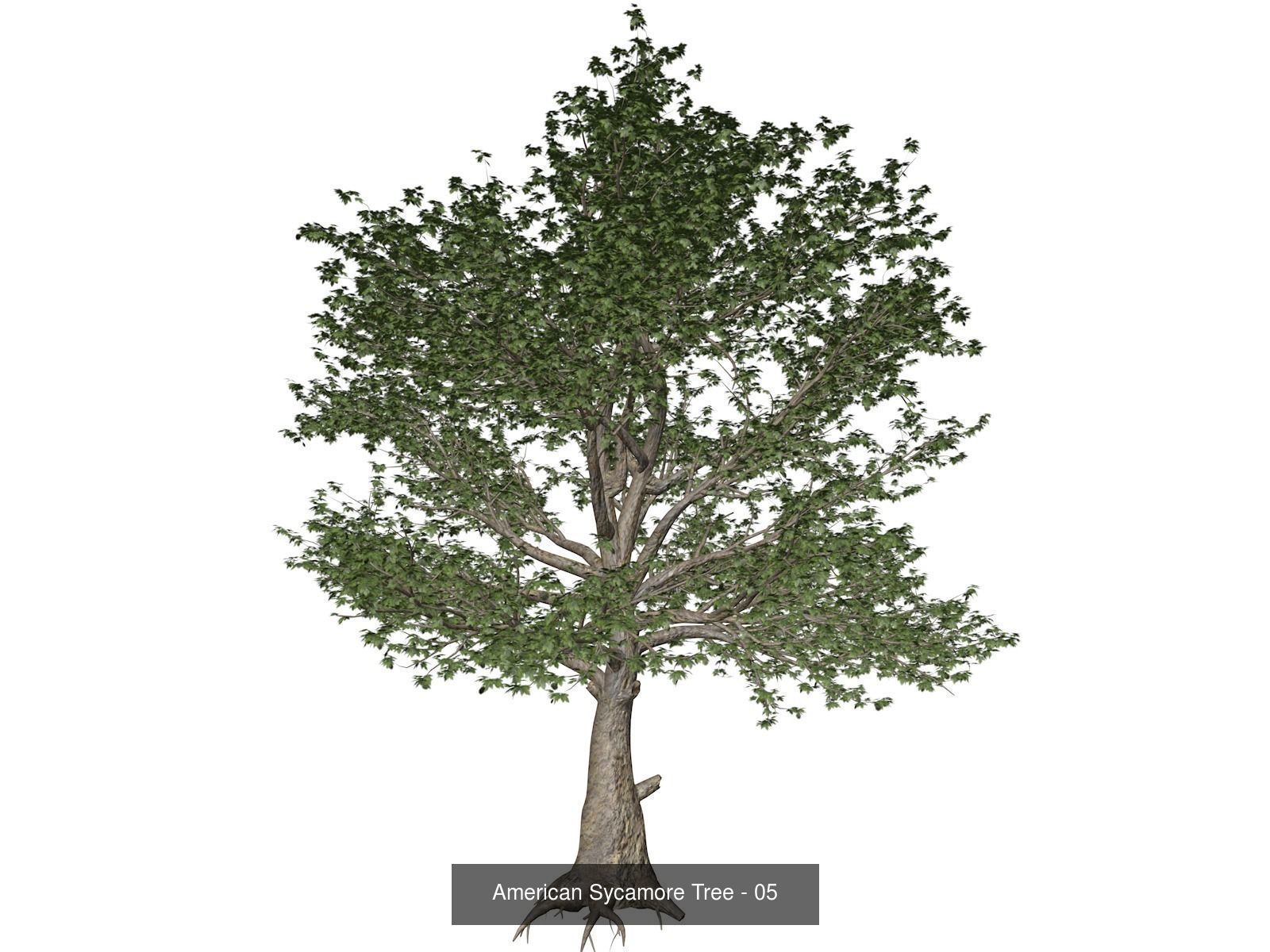 American Sycamore Trees 3D Model Collection_6