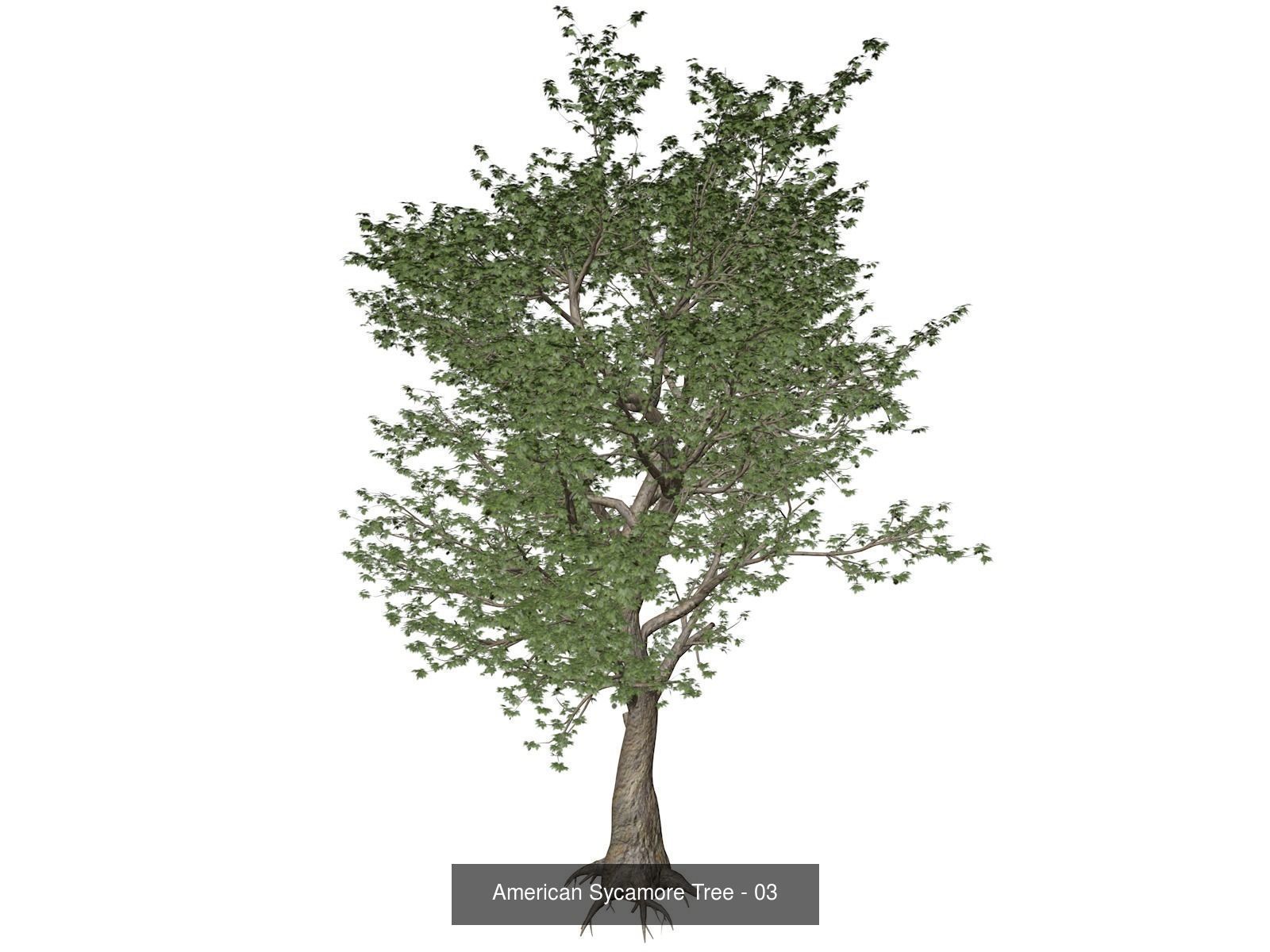 American Sycamore Trees 3D Model Collection_4