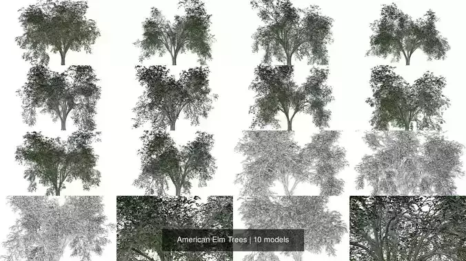 American Elm Trees