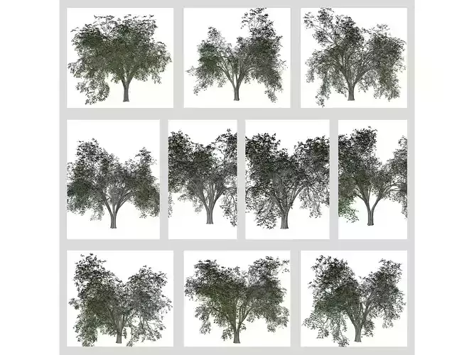 American Elm Trees 3D Model Collection
