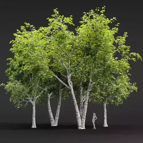 Trees collection vol 247-3dmodel 3D model