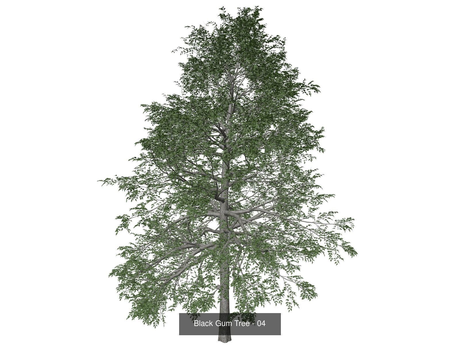 Black Gum Trees 3D Model Collection_5