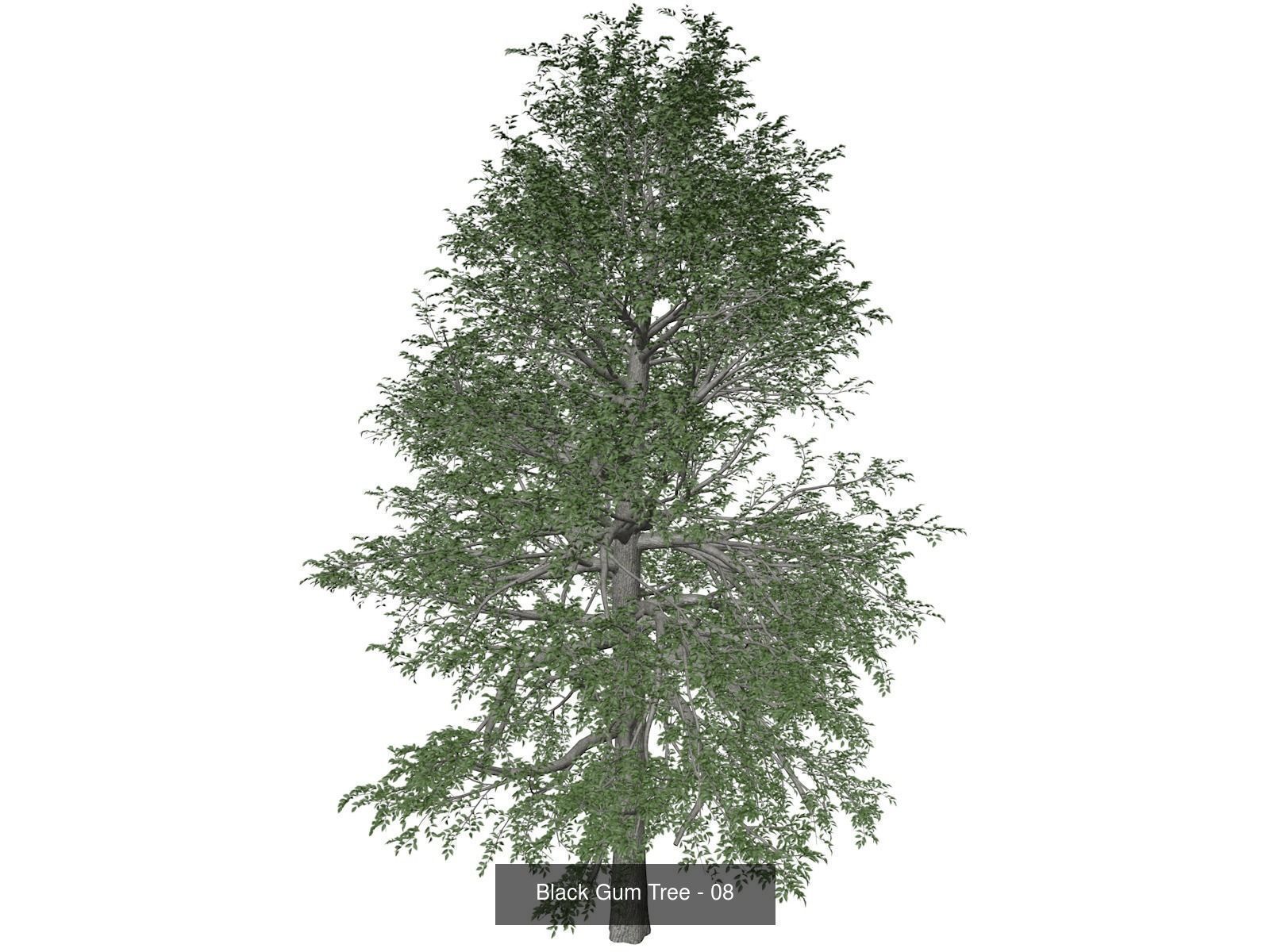 Black Gum Trees 3D Model Collection_9