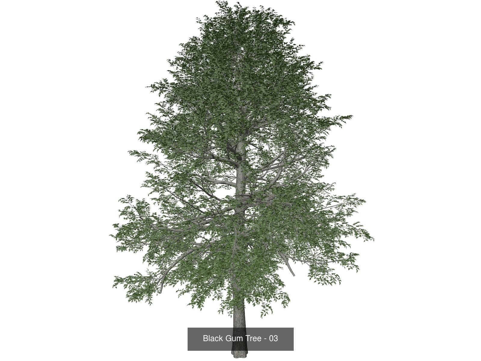 Black Gum Trees 3D Model Collection_4