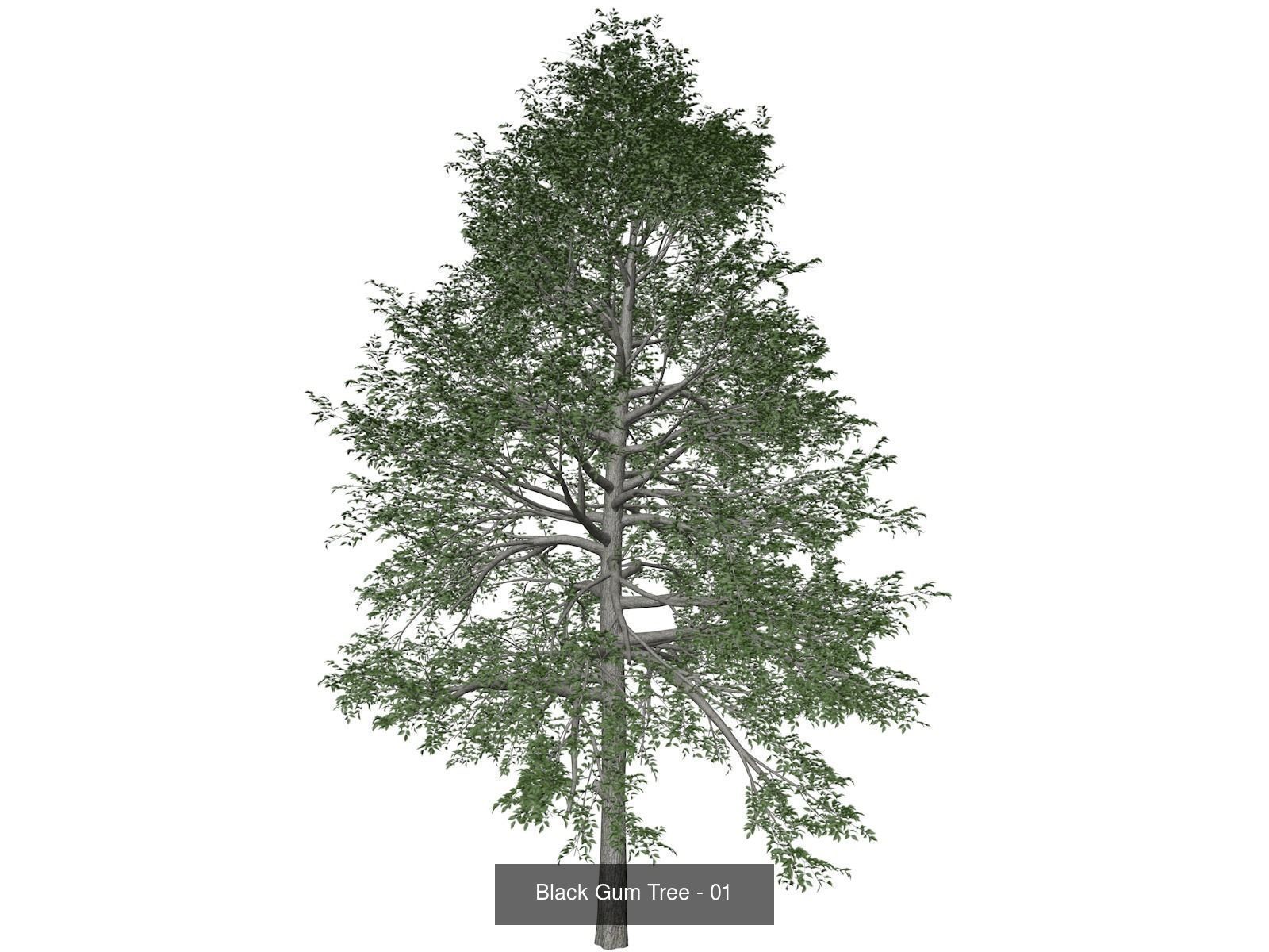 Black Gum Trees 3D Model Collection_2