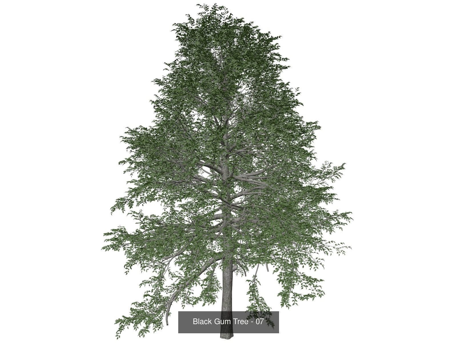 Black Gum Trees 3D Model Collection_8
