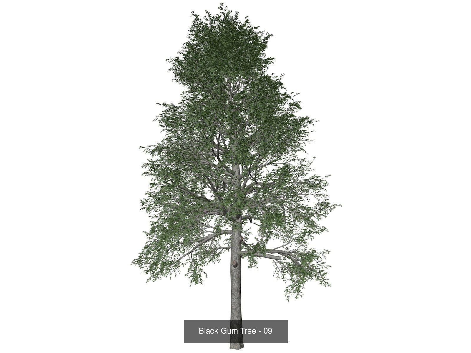 Black Gum Trees 3D Model Collection_10