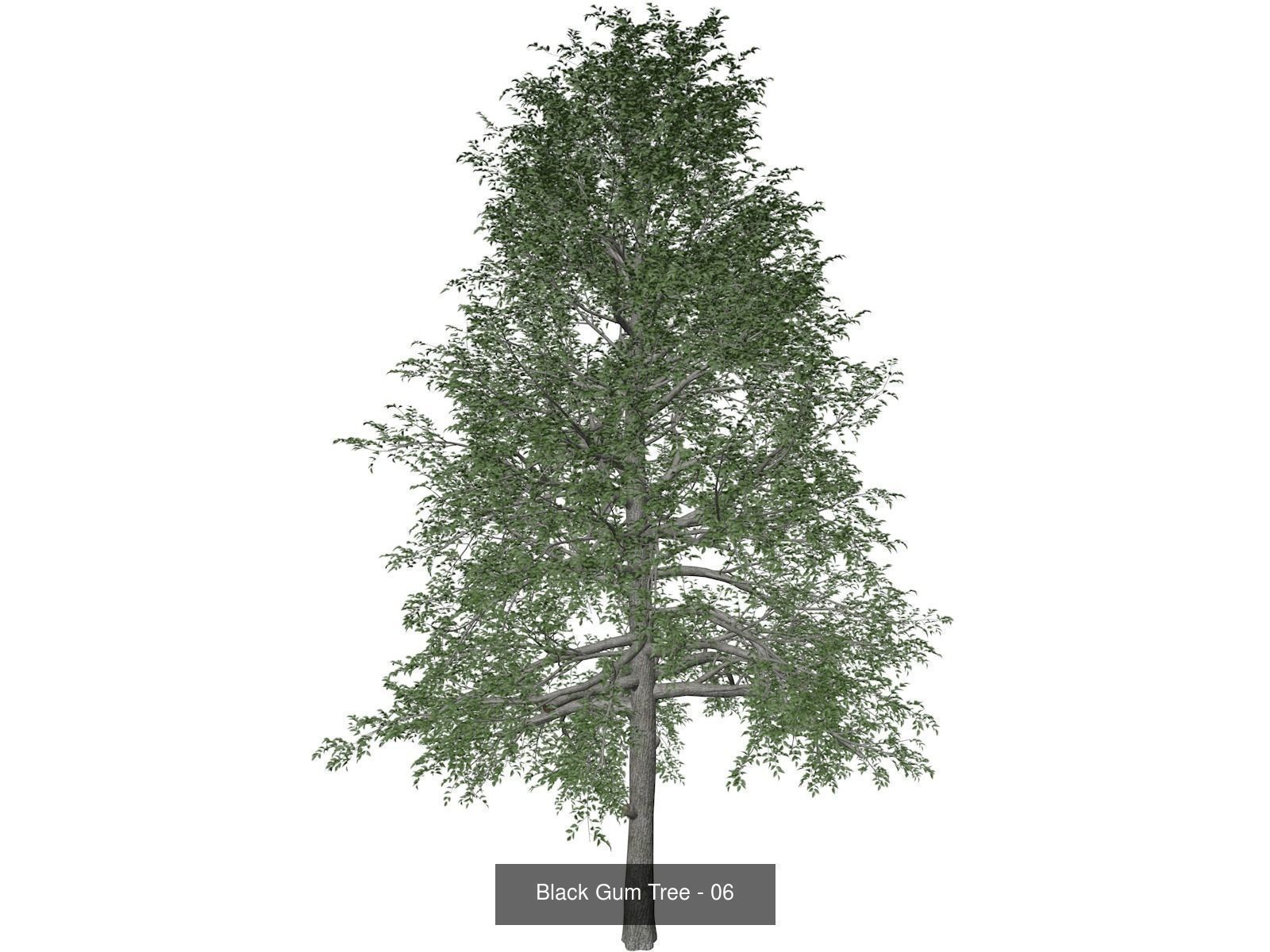 Black Gum Trees 3D Model Collection_7