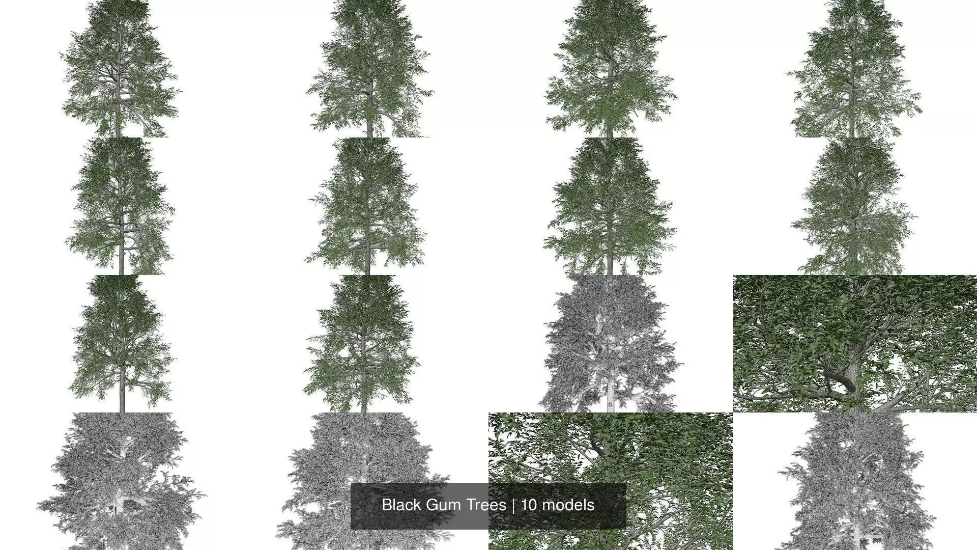 Black Gum Trees 3D Model Collection_1