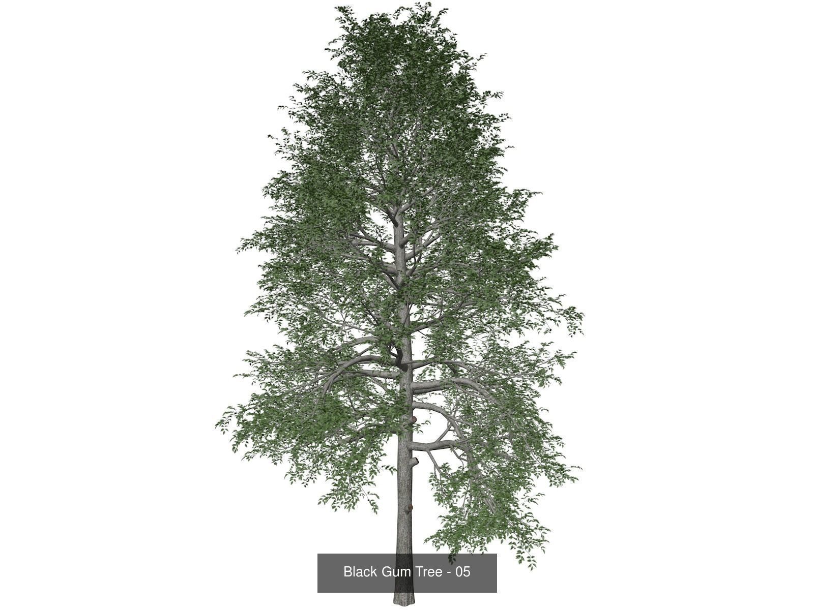 Black Gum Trees 3D Model Collection_6