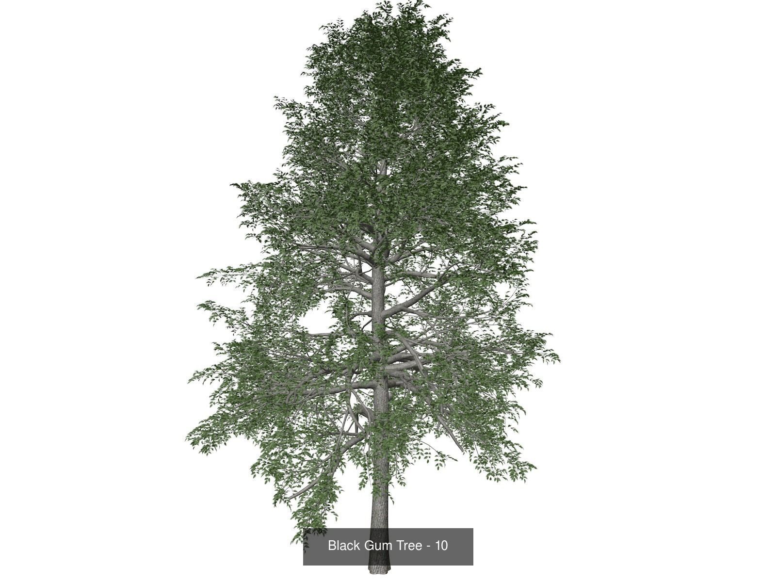Black Gum Trees 3D Model Collection_11