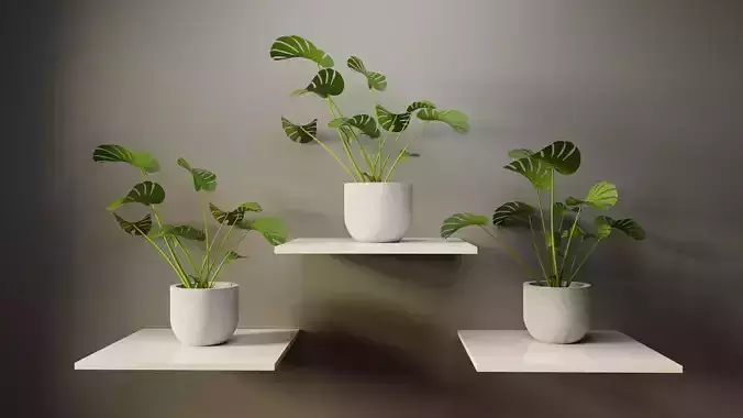 Monstera deliciosa indoor 3d plant
