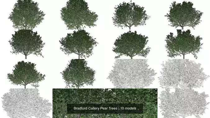 Bradford Callery Pear Trees