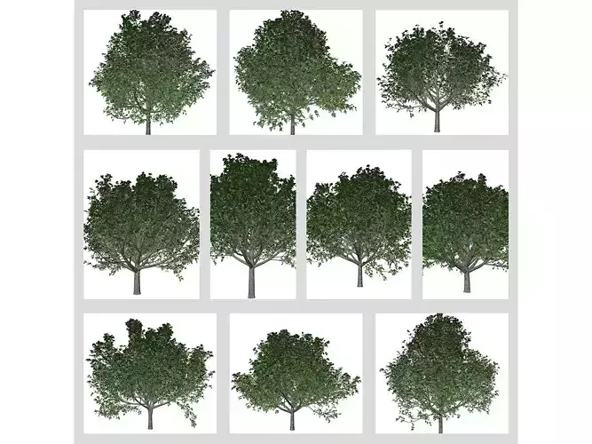 Bradford Callery Pear Trees