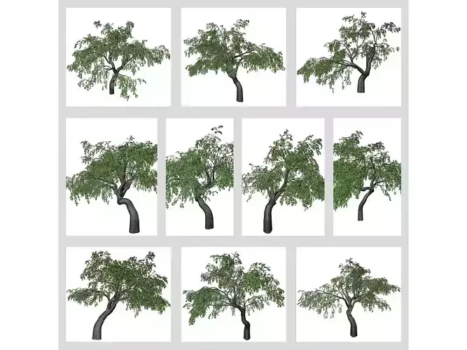 Cherry Trees 3D Model Collection