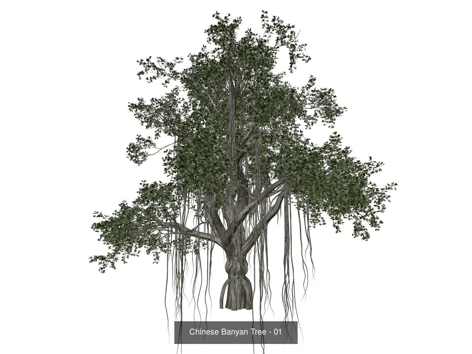 Chinese Banyan Trees 3D Model Collection_2