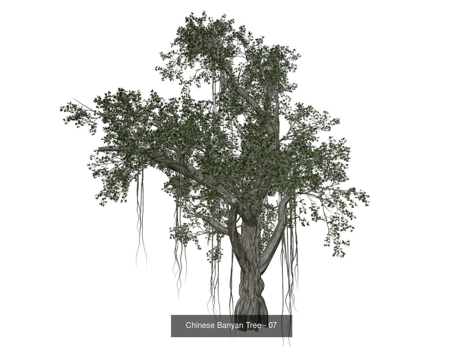 Chinese Banyan Trees 3D Model Collection_8