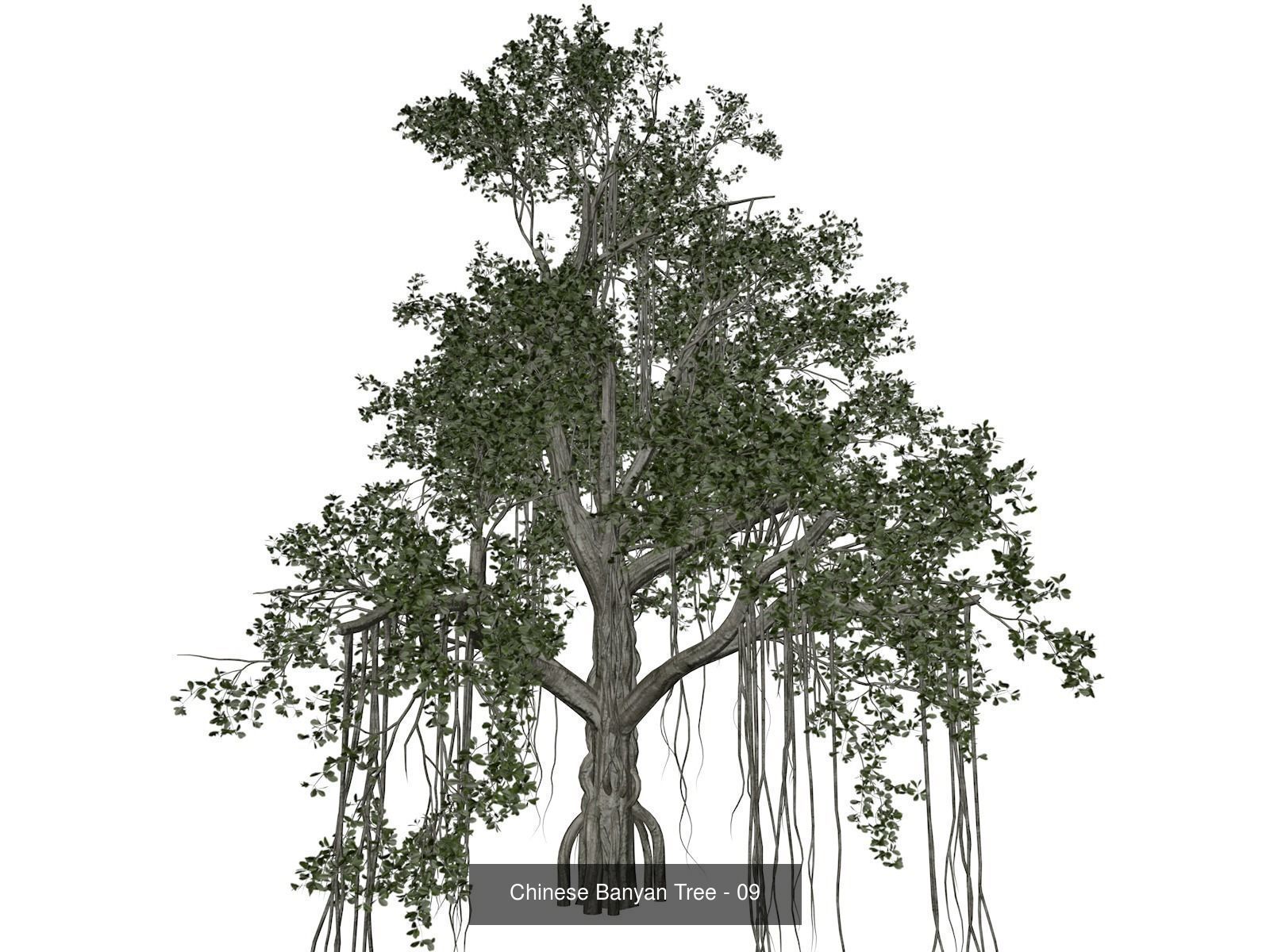 Chinese Banyan Trees 3D Model Collection_10
