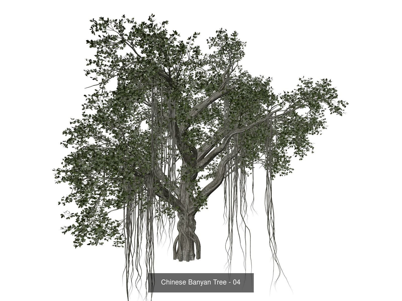Chinese Banyan Trees 3D Model Collection_5