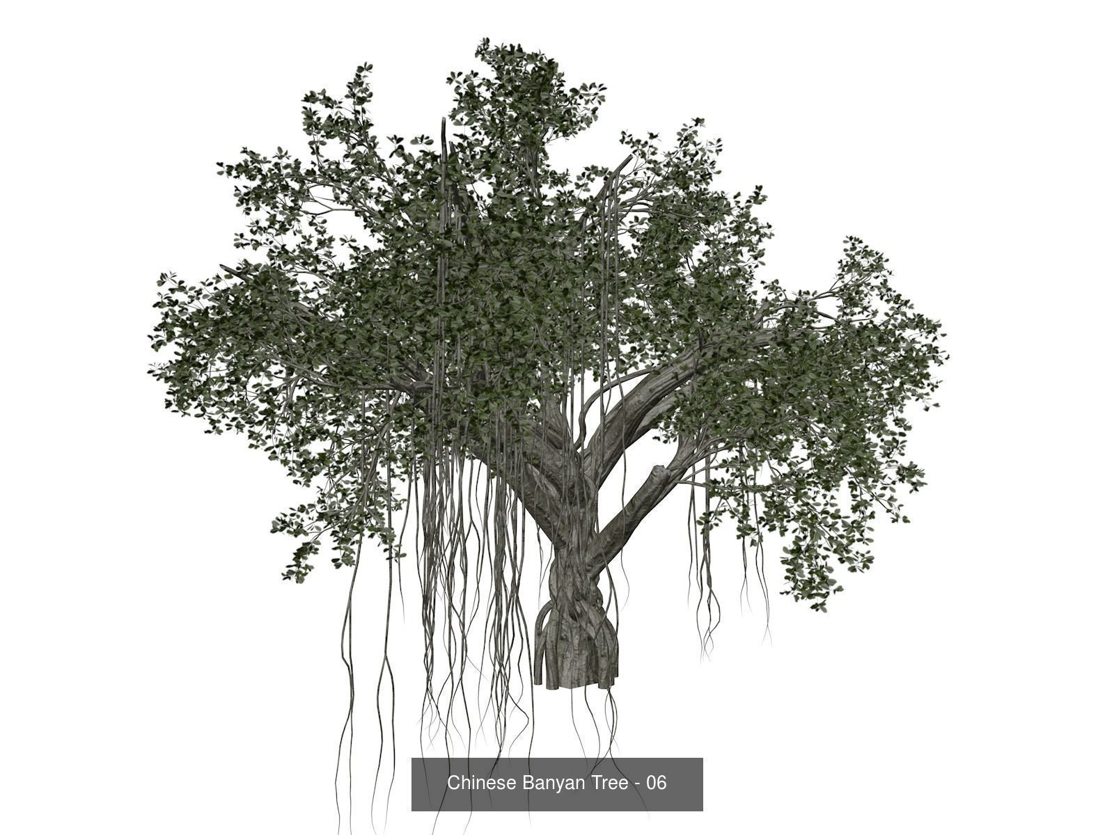 Chinese Banyan Trees 3D Model Collection_7