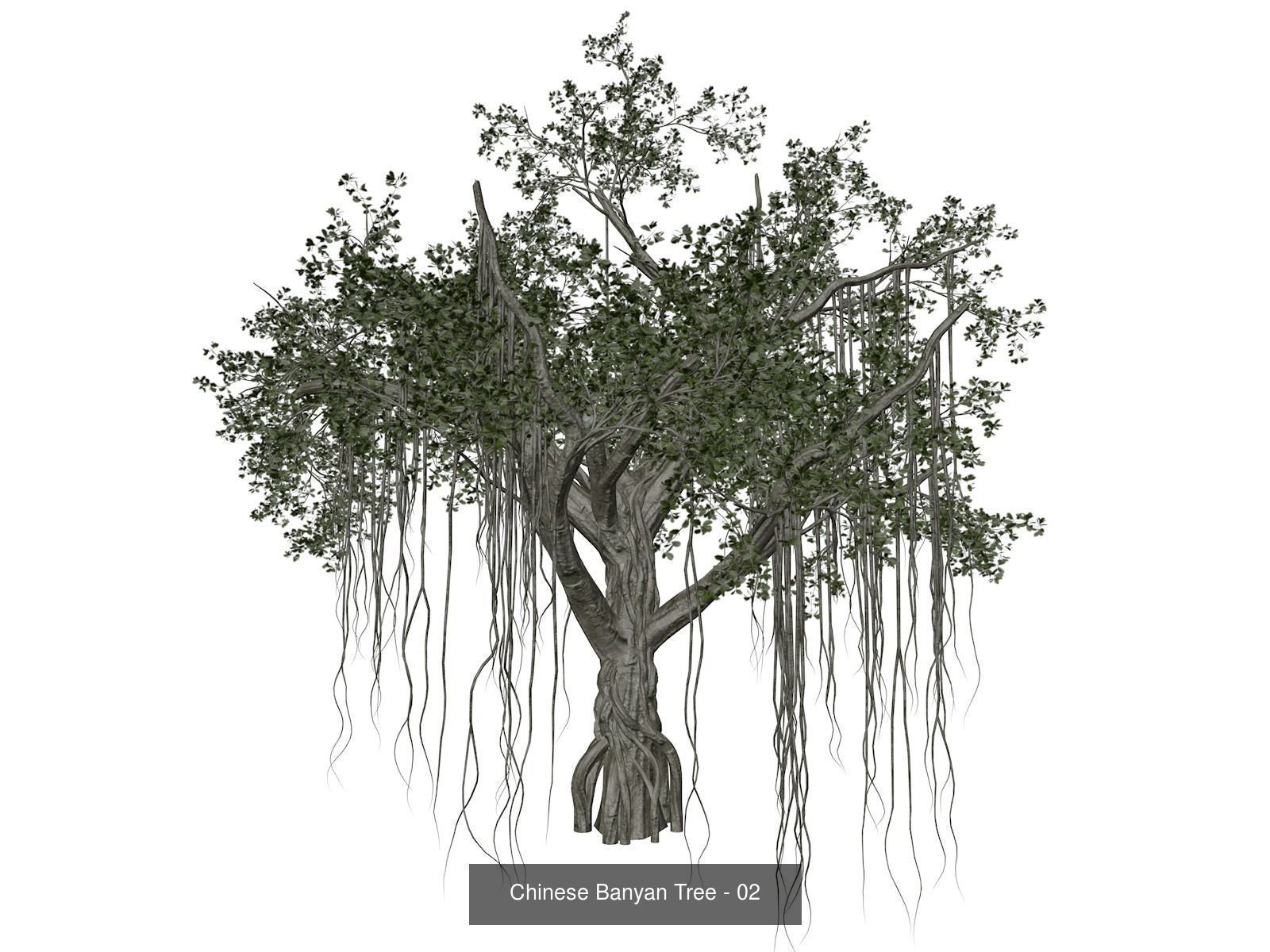 Chinese Banyan Trees 3D Model Collection_3