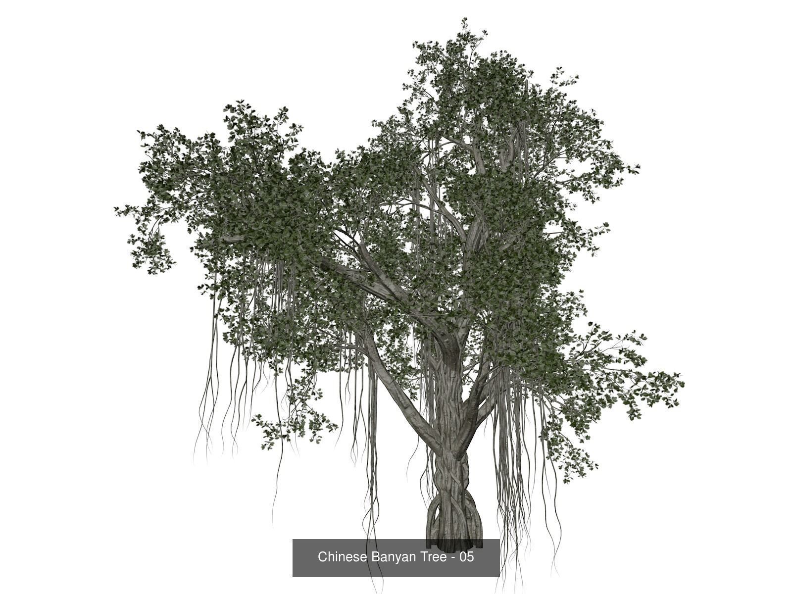 Chinese Banyan Trees 3D Model Collection_6