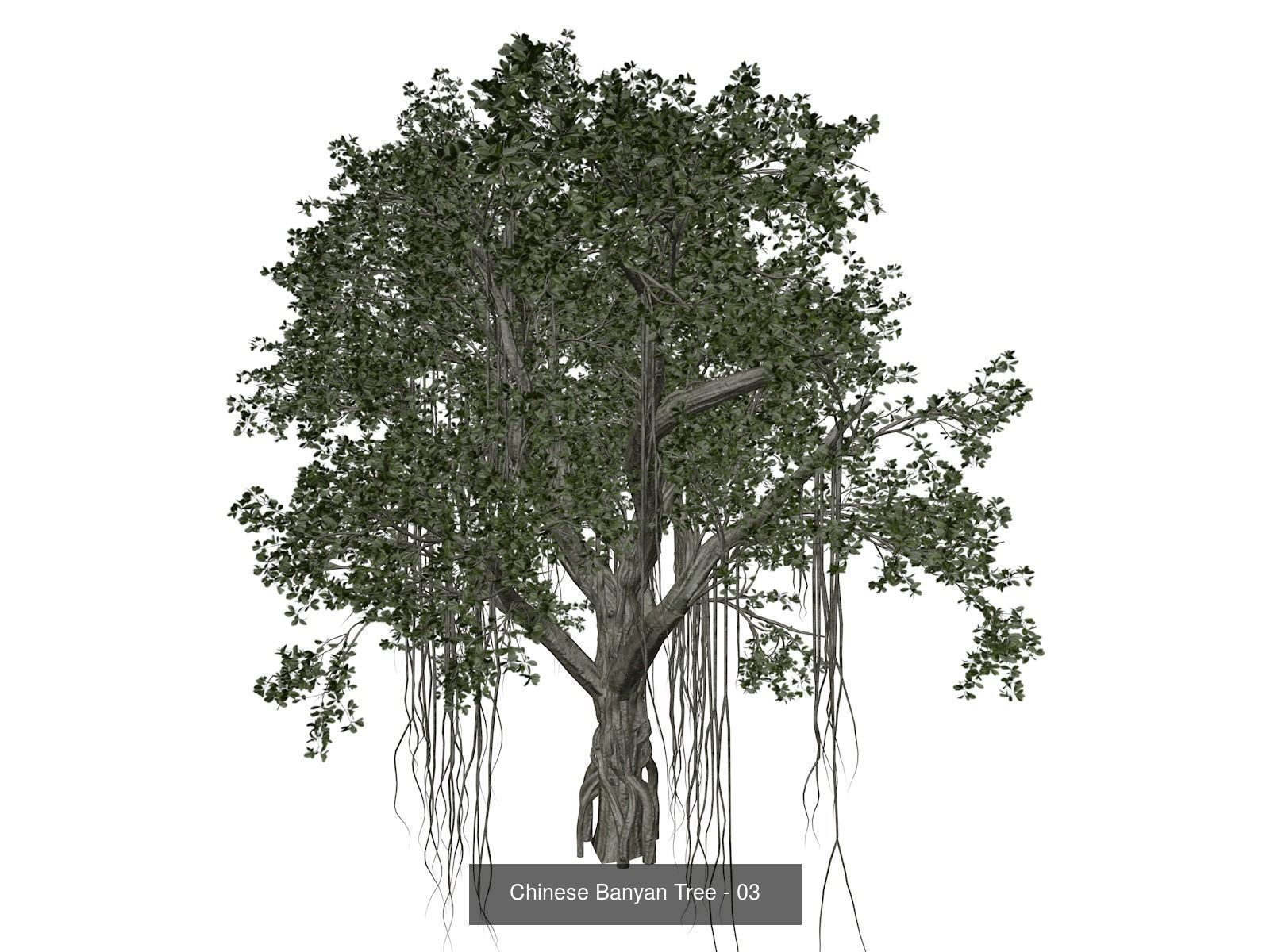 Chinese Banyan Trees 3D Model Collection_4
