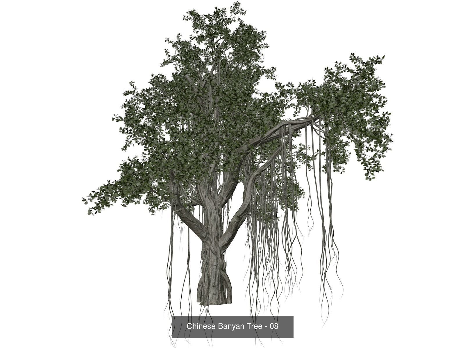Chinese Banyan Trees 3D Model Collection_9