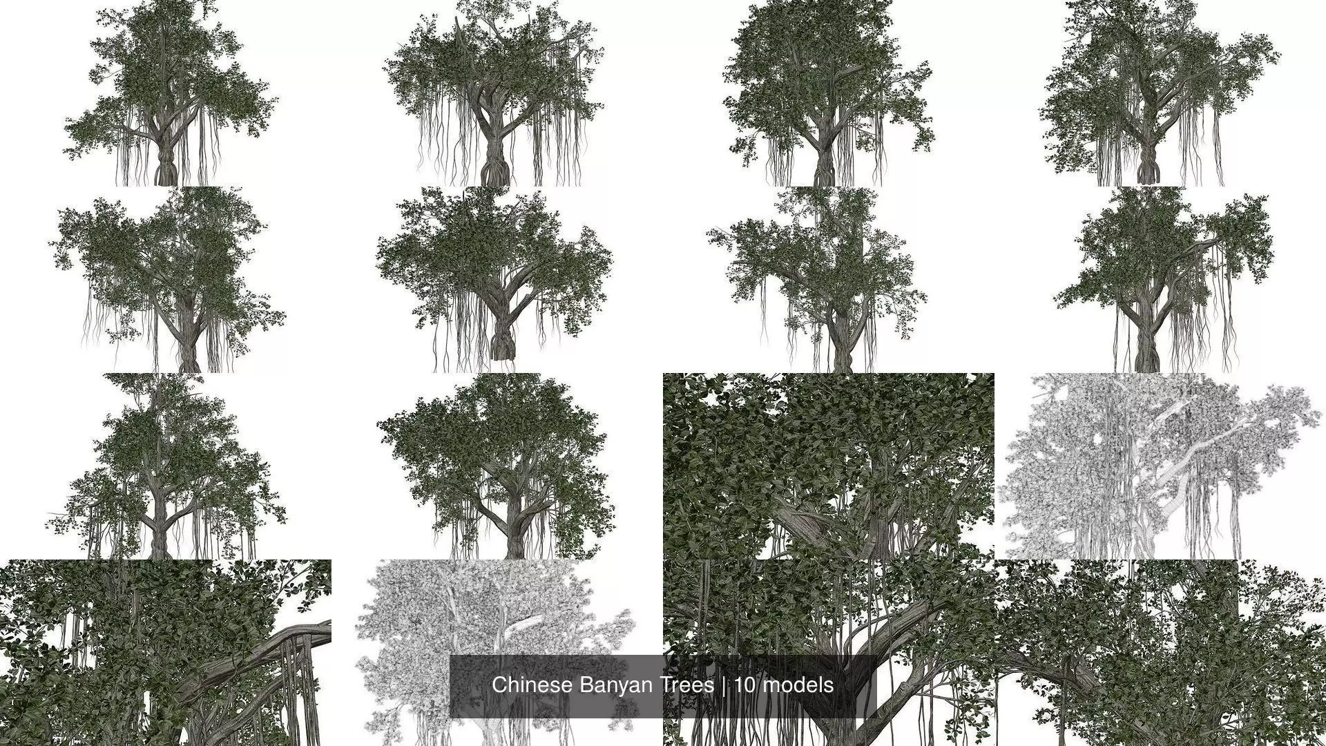 Chinese Banyan Trees 3D Model Collection_1